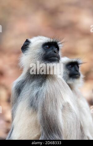 Il langur grigio (Semnopithecus) adotta le pose quasi umane-simili nel boscoso Habitat dell'India Foto Stock