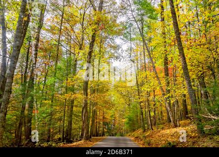 Il fogliame autunnale aggiunge spruzzi di colore lungo una strada a Cades Cove, 2 novembre 2017, al Great Smoky Mountains National Park in Tennessee. Foto Stock