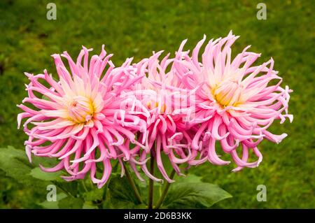 Primo piano di fiori e gemme di cactus dahlia Stars favorito. Una grande dahlia rosa e bianca completamente doppia che fiorisce durante l'estate in autunno Foto Stock