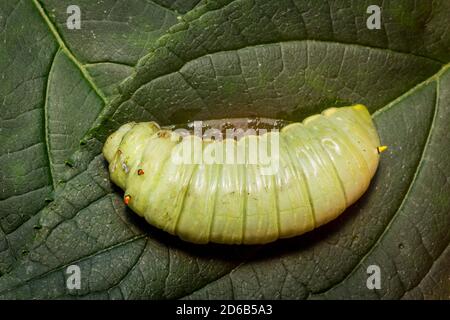 Close up macro di grandi grasso caterpillar verde sul ramo di albero Foto Stock