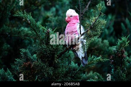 Australiano nativo Galah o rosa e grigio Cockatoo uccello selvaggio riposando su ramo di pineta verde Foto Stock