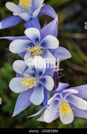 Rocky Mountain Columbine (Aquilegia coerulea), Colorado, USA, di Bruce Montagne/Dembinsky Photo Assoc Foto Stock