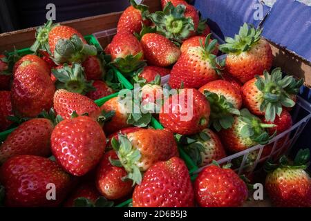 Fragole biologiche morbide, rosso dolce con piccoli semi commestibili traboccano in un contenitore di plastica per pinta che si trova in un vassoio di cartone viola in un mercato. Foto Stock