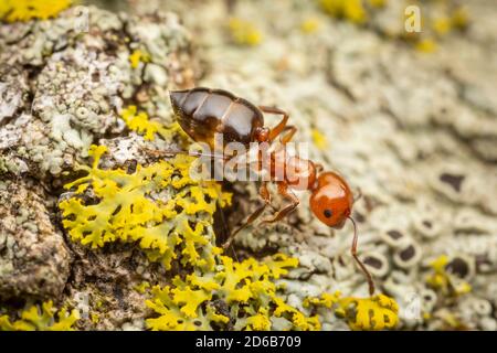 Un Acrobat ANT (Crematogaster laeviuscola) esplora il lato di un albero coperto di licheni. Foto Stock