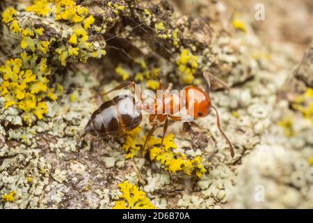 Un Acrobat ANT (Crematogaster laeviuscola) esplora il lato di un albero coperto di licheni. Foto Stock