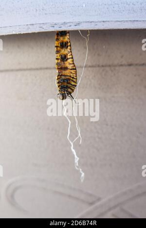 Tachinid fly ha deposto uova in monarca farfalla caterpillar e. ha filato una stringa di seta dalla parte inferiore del bruco morto in modo che le pupe di fuggire Foto Stock