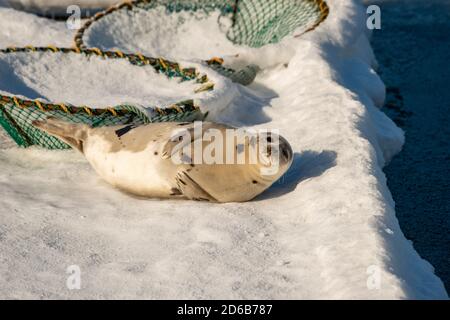 Una guarnizione di arpa giovane o guarnizione di saddleback si adagia sul ghiaccio con la sua parte anteriore inserita nei suoi lati e testa in su. Foto Stock