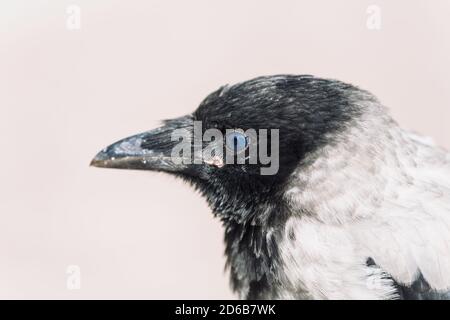 Testa di giovane corvo su sfondo grigio. Ritratto di raven primo piano. Uccello urbano. Foto Stock