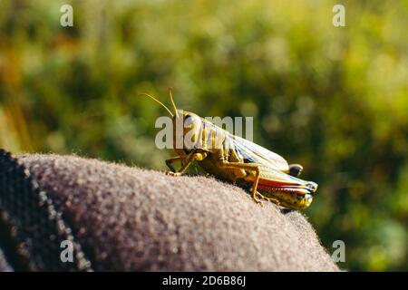 Grasshopper primo piano su un uomo. Foto dal vivo. Interazione. Foto Stock