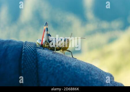 Grasshopper primo piano su un uomo. Foto dal vivo. Interazione. Foto Stock