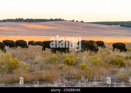 Mandria di bisonti americani nelle colline ondulate d'oro in autunno, Utah Foto Stock