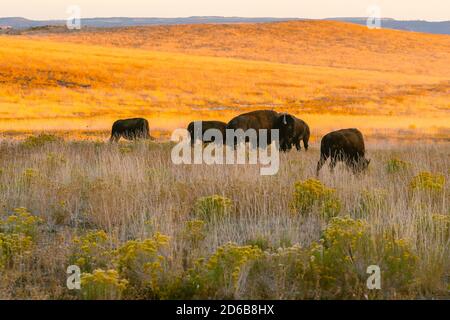 Mandria di bisonti americani nelle colline ondulate d'oro in autunno, Utah Foto Stock