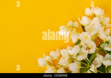 Ciuffi di Filadelfo con fiori bianchi. Foto Foto Stock