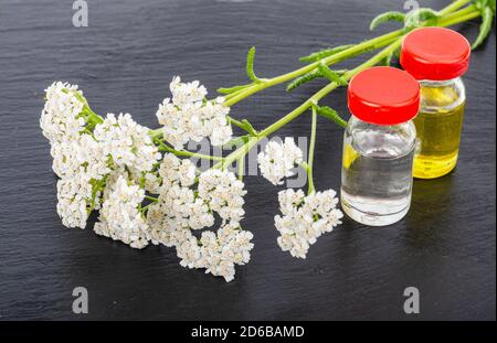 Piante selvatiche, bottiglie con estratti e tinture, medicina alternativa, spa Foto Stock