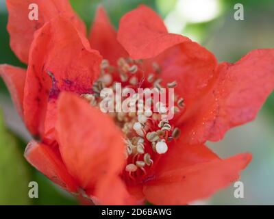 Fiore d'albero di melograno rosso arancio brillante, carta crespata come petali completamente aperti per rivelare la statura, granato Punica Foto Stock