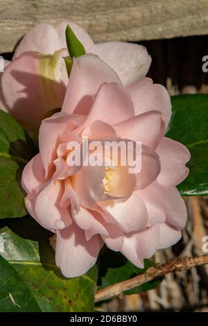 Camellia japonica, Camellia Rosa Foto Stock