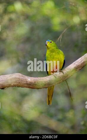 I pappagalli con la loro decorazione arancione sono in pericolo critico. Si allevano in Tasmania poi migrano attraverso il pericoloso stretto di Bass per nutrirsi a Victoria. Foto Stock