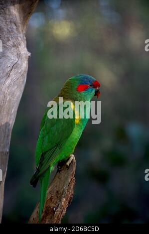 Un Musk Lorikeet siede su un ramo nel bosco dell'Australia Orientale. Non comune - o rumoroso - come il Rainbow Lorikeet. Foto Stock