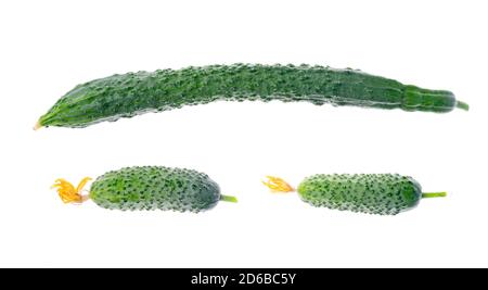 Giovane cetriolo cinese lungo con foglia verde su sfondo bianco. Foto Stock