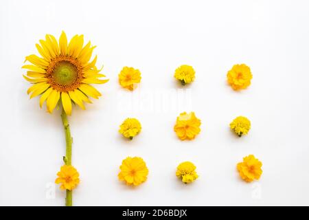 fiori gialli cosmo, marigolds e girasoli disposizione piatto posare cartolina stile su sfondo bianco Foto Stock