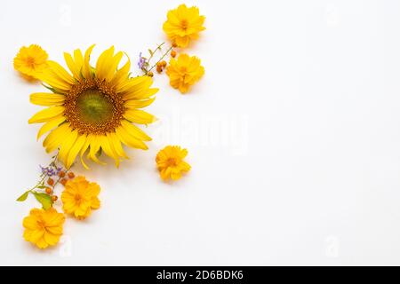 fiori gialli cosmo, marigolds e girasoli disposizione piatto posare cartolina stile su sfondo bianco Foto Stock