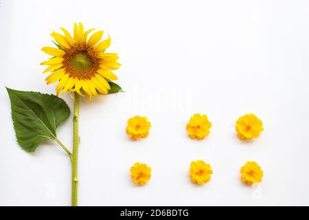 fiori gialli cosmo, marigolds e girasoli disposizione piatto posare cartolina stile su sfondo bianco Foto Stock