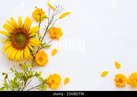 fiori gialli cosmo, marigolds e girasoli disposizione piatto posare cartolina stile su sfondo bianco Foto Stock