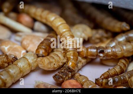 Anfratti gialli secchi (Tenebiro molitor) larve di scarabeo - cibo di uccello Foto Stock