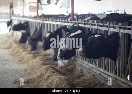 Una fila di mucche in un fienile, sfondo offuscato, in un moshav in Israele Foto Stock