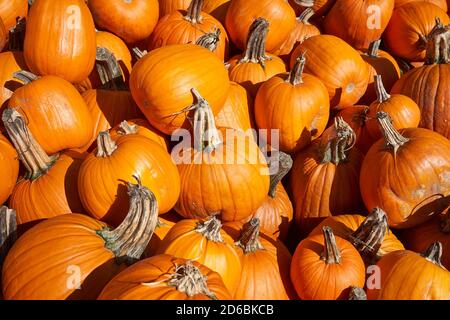 Zucche biologiche fresche in vendita sul mercato. Foto Stock