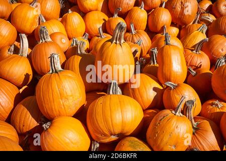 Zucche biologiche fresche in vendita sul mercato. Foto Stock