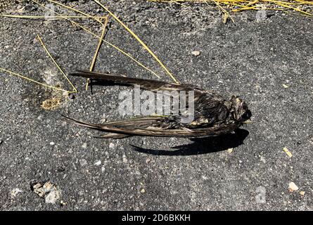 La morte sfortunata di un uccello volante: Deglutire. Il cadavere dopo la morte una settimana dopo. Foto Stock