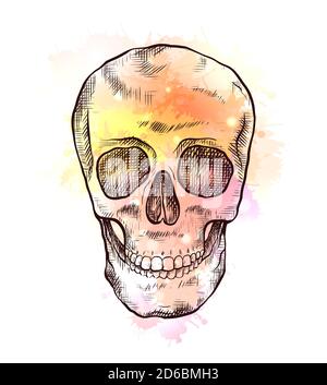 Disegno di cranio umano con schiusa e spruzzi di acquerello giallo. Vista frontale. Arte colorata di incisione per articoli, cartoline e il vostro disegno. Illustrazione Vettoriale