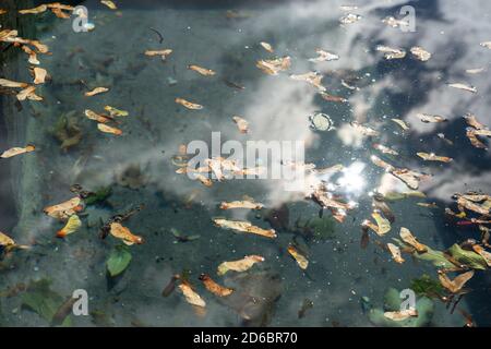 Tasti acero che nuotano sulla superficie di una fontana con luce del sole e nuvole riflesse nell'acqua Foto Stock