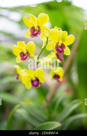 Bel giallo con accento rosso fiori di orchidee Phalaenopsis Foto Stock