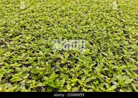 Molte giovani piante di Crisantemo in serra Foto Stock