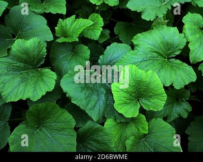 Foglie verdi isolate di rabarbaro. Foto Stock