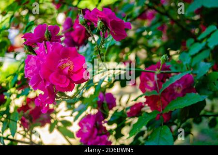 Dolce natura sfondo con rose in fiore. Bellissimi fiori di rosa in giardino. Immagine romantica floreale. Foto Stock