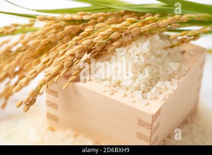 Primo piano di riso bianco, piazze giapponesi e orecchie di riso su sfondo bianco Foto Stock