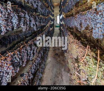 Grappoli di uve bianche e nere sono appesi in varie file ad appassire, per la produzione del famoso vino vin santo, Toscana, Italia Foto Stock