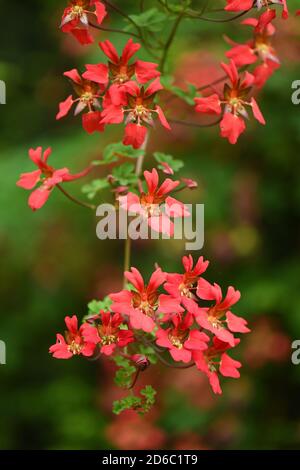 Tropaeolum speciosum fiamma nasturzio che cresce su siepe sempreverde conifere in giardino scozzese, Regno Unito Foto Stock