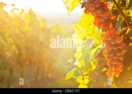 Uva da vino rosso in un vigneto in una mattinata soleggiata in autunno - luce lente Foto Stock