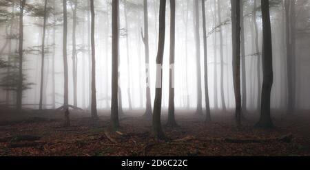 Foresta foggy. Fiaba pooky guardando boschi in un'alba nebbiosa. Gelida mattina nella foresta dell'orrore Foto Stock