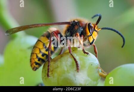 European Hornet, Hornet, Wasp in natura verde Foto Stock