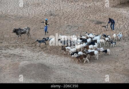 BURKINA FASO, Kaya, regione Sahel, mandria di bestiame con capre cerca acqua / BURKINA FASO, Kaya, Tierherde in einem trockenem Flussbett, Suche nach Wasser Foto Stock