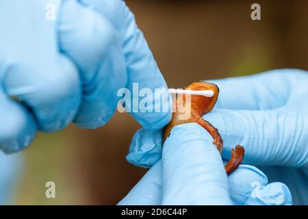 Uno scienziato che indossa guanti di gomma di lattice blu spuma un neonato dalla pelle ruvida (Taricha granulosa) per testarlo per Bsal, un fungo di chytrid che uccide il salamander. Foto Stock