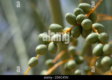 Date primo piano su un albero in Medio Oriente - Emirati Arabi Uniti o Arabia Saudita. Foto Stock