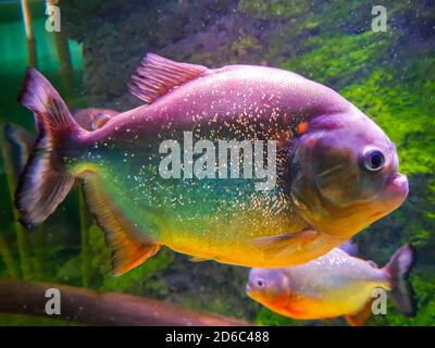 Piranha primo piano nell'acquario a colori Foto Stock