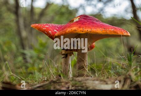 Amanita muscaria mushroom con macro in punti rossi e bianchi autunno foresta Foto Stock