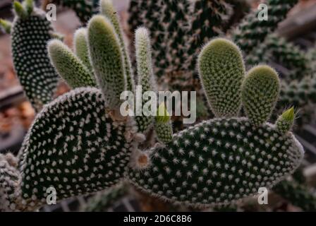 Pianta di Cactus. Opuntia Angel Wing Microdasys Albata Bunny Ears Mickey mouse Cactus Spiky pianta da interno piante succulente rare piante vive. Foto Stock